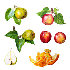 Mandarin, pears, apples. Set of watercolor illustrations isolated on white