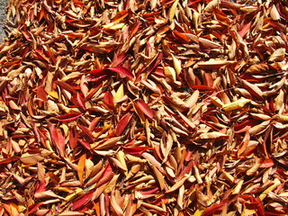 公園の欅の落葉