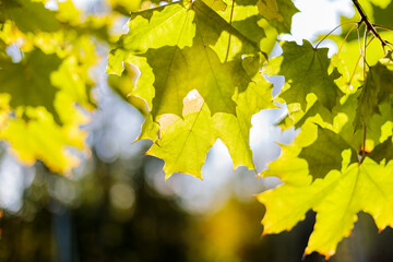 Red maple leaves in the sunlight in autumn.