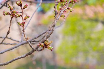 Magnolia blooms in spring on a tree branch.