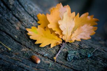 Naklejka na ściany i meble Yellow oak leaves on a log with acorn.