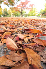 枯れ葉散る晩秋の公園風景