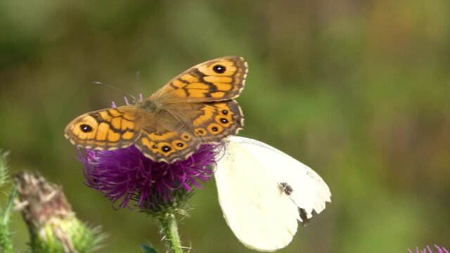 Butterflies on a beautiful flower. Slow motion
