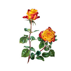 Yellow and red rose isolated on white background. Botanical watercolor illustration
