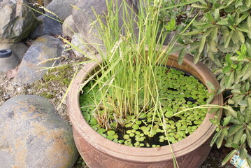 素焼き容器のビオトープ
