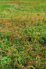 冬の除草後の江戸川土手風景