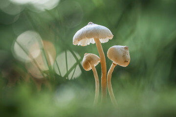 Beautiful Mushrooms between wildgrasses