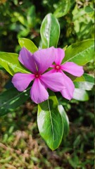 pink and white flower