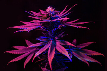 Purple pink Marijuana on black background with colorful ultraviolet neon led fito light. Cannabis plant with big leafs. New trendy artistic futuristic fresh look of medical marijuana concept.
