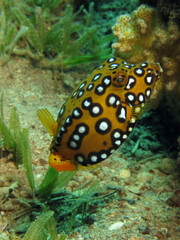 Closeup of a  juvenile Yellow boxfish Ostracion cubicus