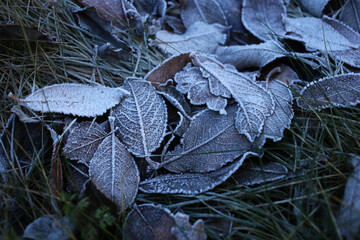 Leaves are covered with white frost on the grass on a cold winter morning.