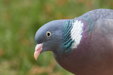 Ringeltaube bei der Futtersuche	