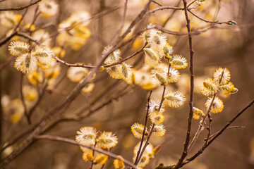 Blooming willow branch