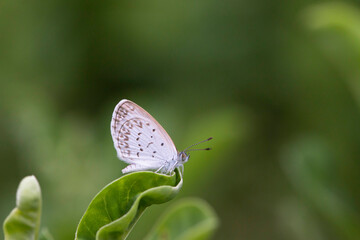 butterfly on a flower