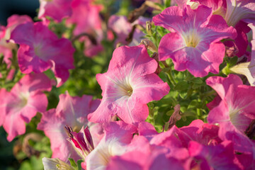 Pink petunia flowers at summer sunset time