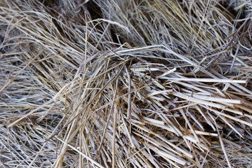 乾燥した稲藁
