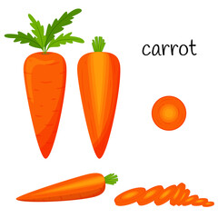 Raw carrots with tops. Whole, slices and half in cross section. Vegetable, root vegetable, ingredient, food packaging design element, recipes, menu.Isolated on white vector illustration in flat style.