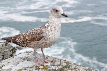 Gaviota