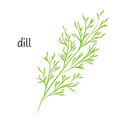 A sprig of dill, greens for salad. Ingredient, an element for the design of food packaging, recipes, and menus. Isolated on a white background vector illustration in a flat style.
