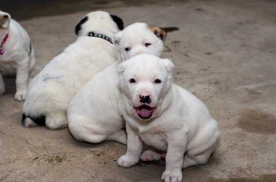 Puppies of Turkmen Alabai.