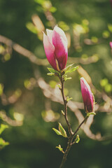 Fototapeta premium Magnolia flower bud