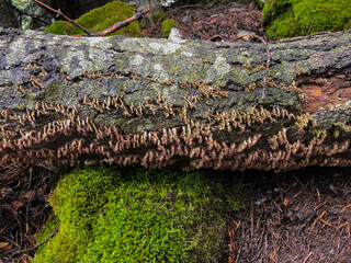 hard fungi that form on dead stumps
