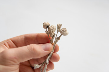 energy micro dosing Psychedelic microdosing. Magic shroom in hand. Psilocybin mushroom.