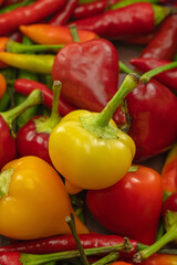 bright pepper round yellow red vegetable background