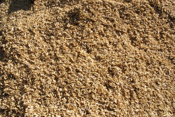 コシヒカリの籾殻