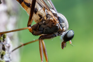 Mosquito tomado con objetivo macro