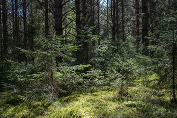 young tree in a dense spruce forest. sunny summer day