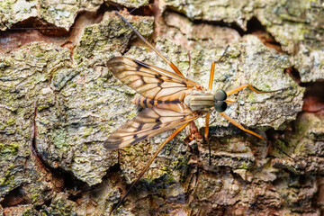 Mosquito tomado con objetivo macro