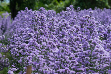 Purple Marguerite flowers in the garden farm