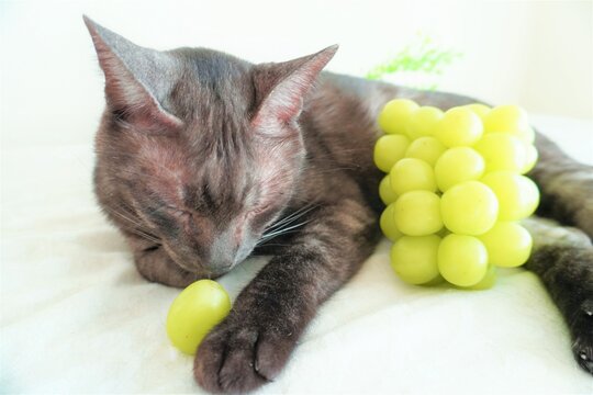 ブドウの匂いを嗅ぐクロサビ柄の猫