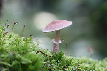 Cystoderma carcharias, known as the pearly powdercap, wild mushroom from Finland