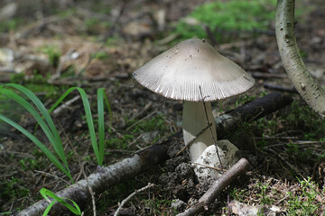 Amanita battarrae, a species of ringless amanita, wild mushroom from Finland