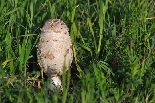 Shaggy Ink Caps (Coprinus comatus). Shaggy ink mushroom in grass