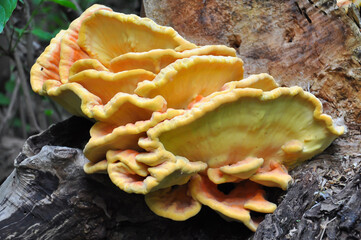 Laetiporus sulphureus "chicken of the woods" fungi - also known as sulphur shelf mushroom © Ivan