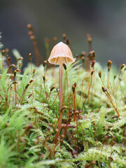 Galerina vittiformis, known as hairy leg bell, wild mushroom from Finland