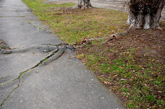 the asphalt pavement is built too close to the old poplars, which gradually destroy the road surface with their roots. on strong roots, cracks form and protrude through large bumps