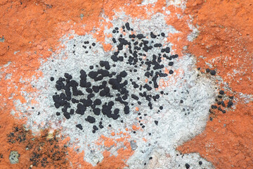 Rhizocarpons or map lichens are considered the oldest living organism on Earth, age-estimated at 8,600 years.  Specimen from Finland