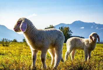 Fototapeta premium nice sheeps at the european alps