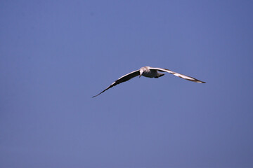 seagull flying in the sky over the lake near the forest. Laridae wild bird living in freedom