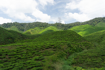 Overview of the Cameron Highlands tea plantations in Malaysia. This beautiful hills are covered by green tea plantations. It is one of the main tourist attractions in Malaysia.