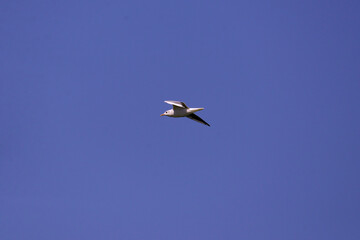 Fototapeta na wymiar seagull flying in the sky over the lake near the forest. Laridae wild bird living in freedom