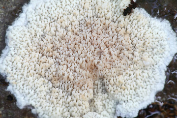 Phlebia rufa, also called Merulius rufus, a crust fungus from Finland with no common english name