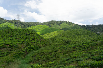 Fototapeta na wymiar Overview of the Cameron Highlands tea plantations in Malaysia. This beautiful hills are covered by green tea plantations. It is one of the main tourist attractions in Malaysia.