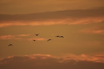 Naklejka na ściany i meble seagull flying in the sky over the lake near the forest. Laridae wild bird living in freedom