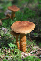 Cortinarius rubellus, known as the deadly webcap, wild poisonous mushroom from Finland