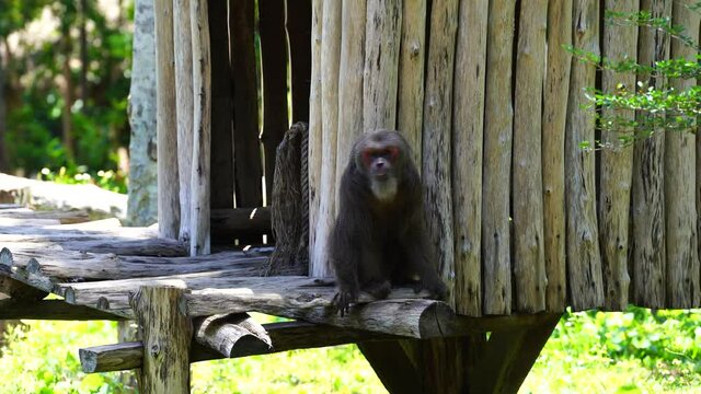 Stump-tailed macaque or macaca arctoides in nature, close up. Wild asian monkey animals, Vietnam. Stump-tailed macaques are native to southeast Asia.